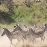 8-Day Tanzania Safari & Great Migration Safari (2)