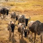 8-Day Tanzania Safari & Great Migration Safari (3)