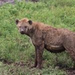 Masai Mara Safari Tours