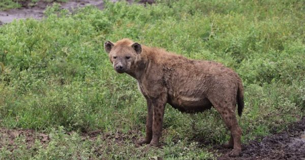 Masai Mara Safari Tours