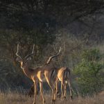 9-Day Kenya Safari and Diani Beach Holiday (2)