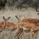 9-Day Kenya Safari and Diani Beach Holiday (3)