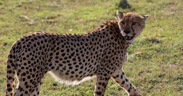 Amboseli Safari from Nairobi