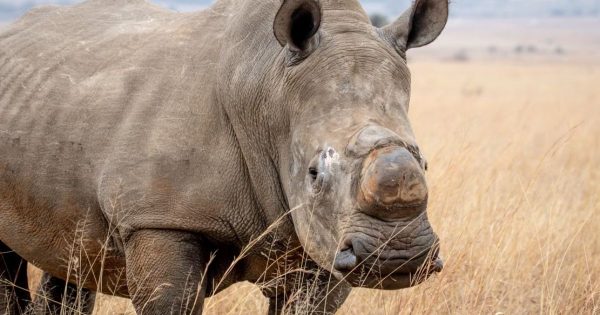 Best Safari Companies in Kenya