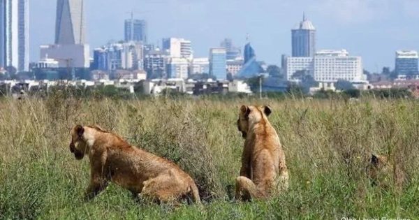 Kenya and Tanzania safari