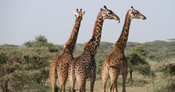 Kenya and Tanzania safari