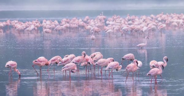 Lake Nakuru Safari from Nairobi