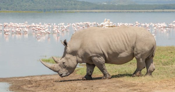 Lake Nakuru Safari from Nairobi