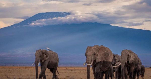 Maasai Mara vs Amboseli
