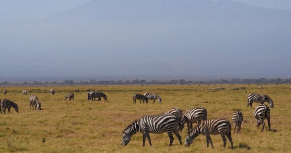 Maasai Mara vs Amboseli
