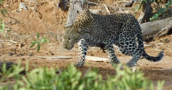 Masai Mara vs Tsavo
