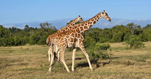 Ol Pejeta Safari Packages in Kenya