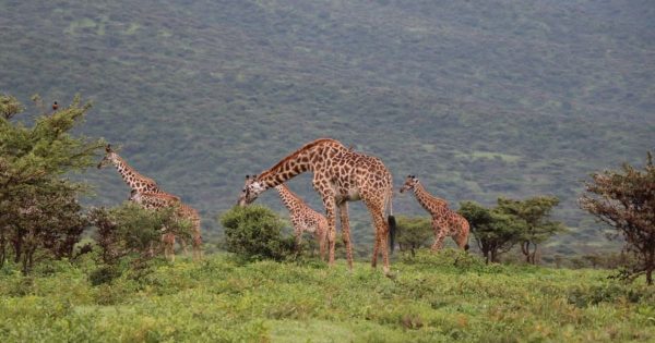 Private Safari in Kenya
