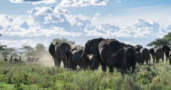 private vs group safari in Kenya