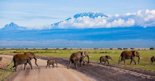 Safari Packages in Kenya