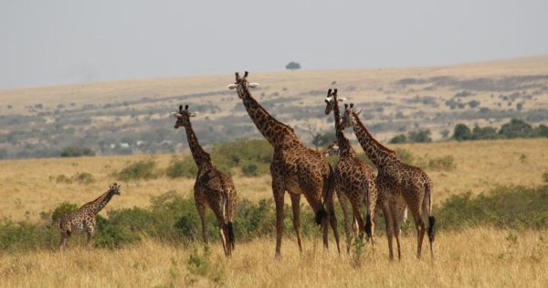 Safari from Nairobi