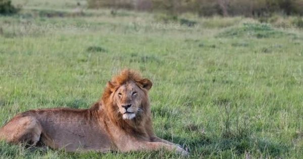 Safari from Nairobi