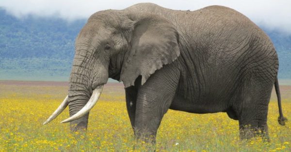 Tsavo Safari from Mombasa