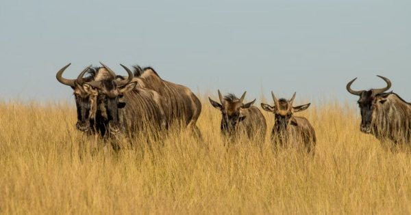 Tsavo Safari from Mombasa