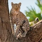 10-Day Southern Tanzania Safari