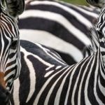 10-Day Southern Tanzania Safari (2)