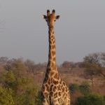 10-Day Southern Tanzania Safari (3)