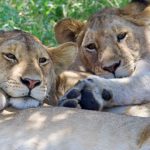 10-Day Southern Tanzania Safari (4)