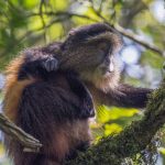 10-day Uganda safari itinerary (2)