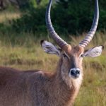10-day Uganda safari itinerary (3)