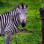 10-day Uganda safari itinerary (4)