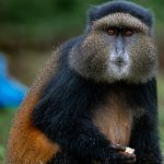 11-day Uganda culture wildlife adventure safari (3)
