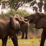 11-day Uganda culture wildlife adventure safari (4)