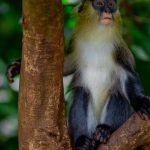 12-day Uganda adventure culture and wildlife safari (2)