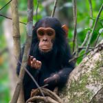 12-day Uganda adventure culture and wildlife safari (3)