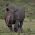 12-day Uganda wildlife and gorilla safari