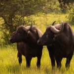 12-day Uganda wildlife and gorilla safari (2)