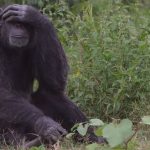 12-day Uganda wildlife and gorilla safari (3)