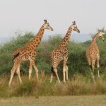 12-day Uganda wildlife and gorilla safari (4)