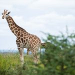 13-Day Uganda Adventure Primate & Wildlife Safari