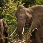 14-Day Uganda Gorilla and Chimpanzee Safari