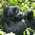 14-Day Uganda Gorilla and Chimpanzee Safari (2)