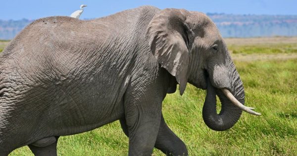 2-day Amboseli safari from Nairobi