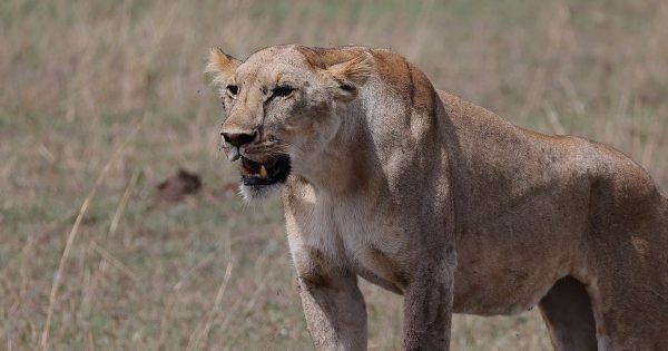 2-Day Masai Mara Safari