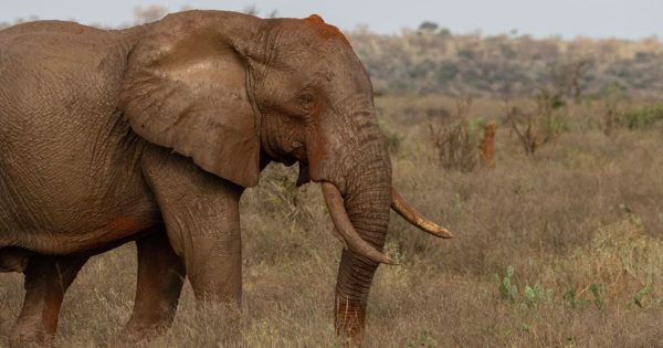 2-Day Tsavo East Safari from Diani Beach