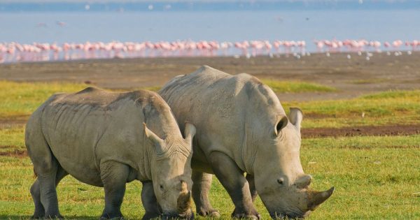 3-Day Kenya Safari