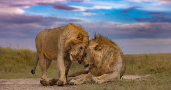 3-Day Masai Mara Safari from Nairobi