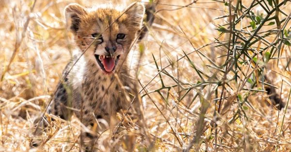 3-Day Tsavo Safari from Mombasa
