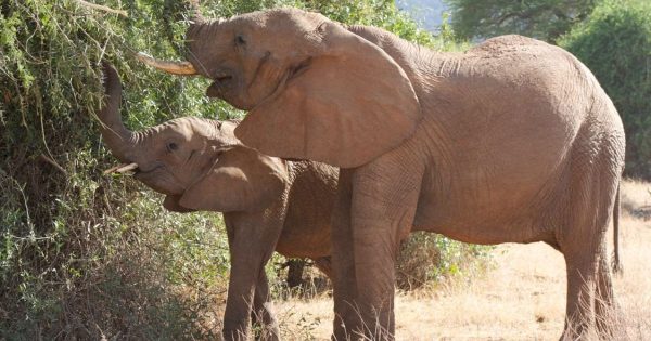 3-Day Tsavo Safari from Mombasa