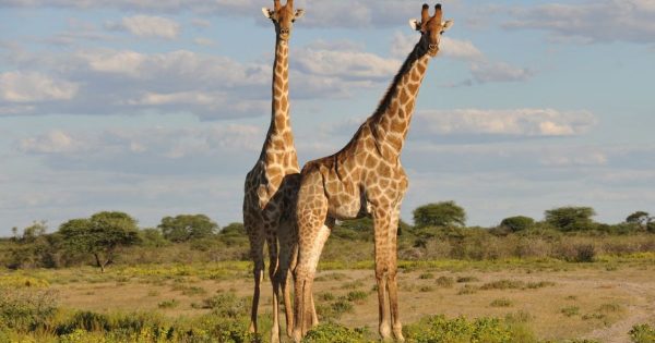 6-Day Kenya Safari Itinerary