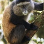 6-Day Uganda Chimpanzee & Wildlife Safari (2)
